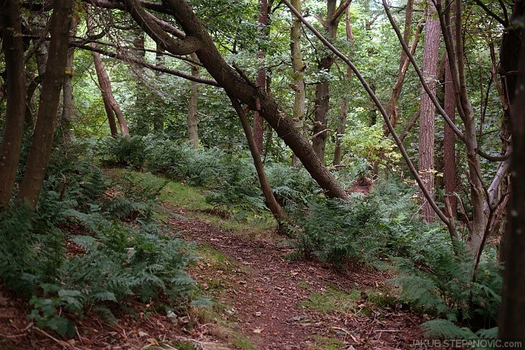 Sure, I could take a bus, but why when I could choose trails like this.