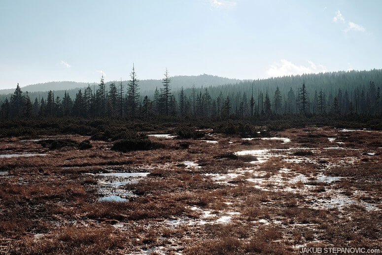 Peat bog in Jizerske Hory