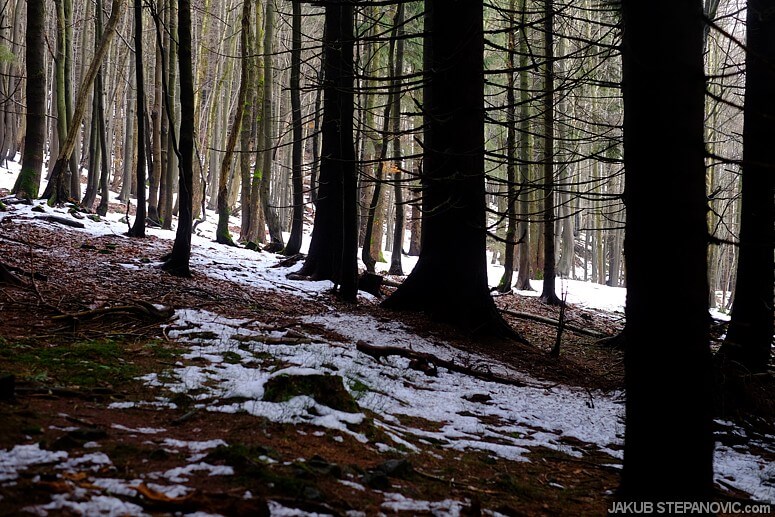 beech forest