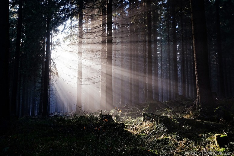 Rays in the woods