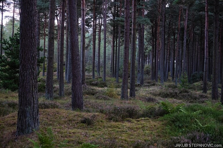 tentsmuir-10