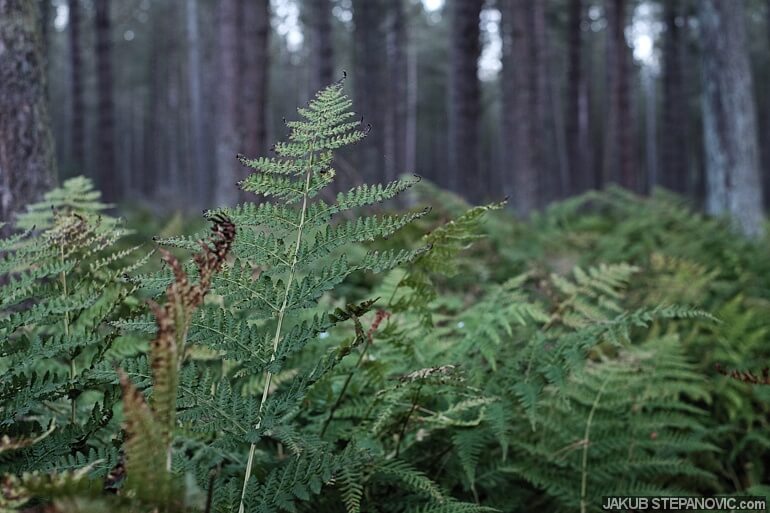 tentsmuir-12