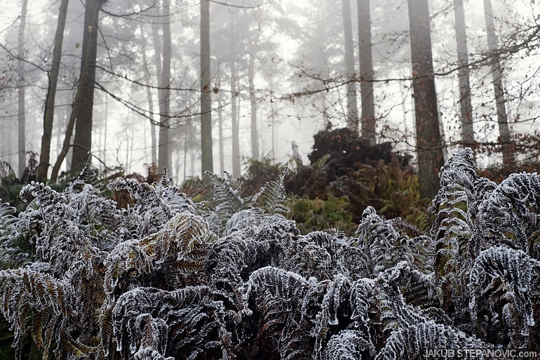 Kinnoull Hill Woodland Park