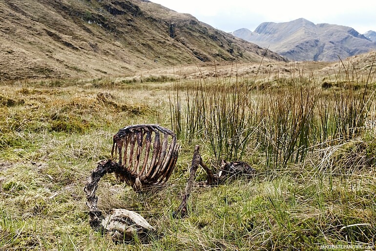 Sheep skeleton in Glen Nevis