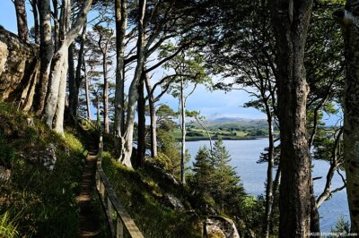 Scottish forests