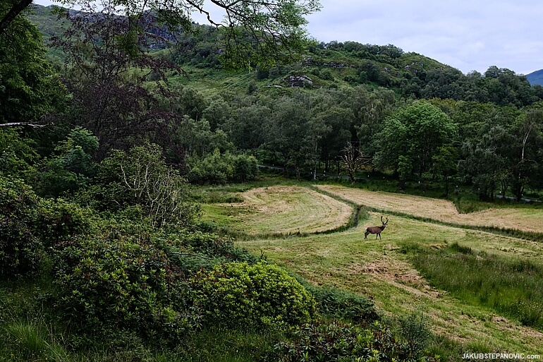 Glenfinnan Pinewood